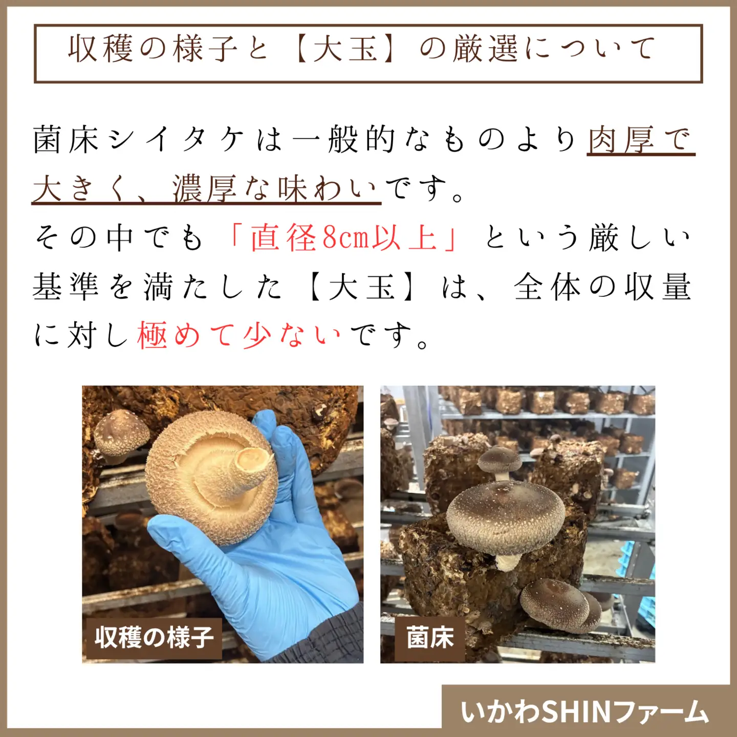 生しいたけ 厳選大玉 4個  菌床 しいたけ シイタケ 高級