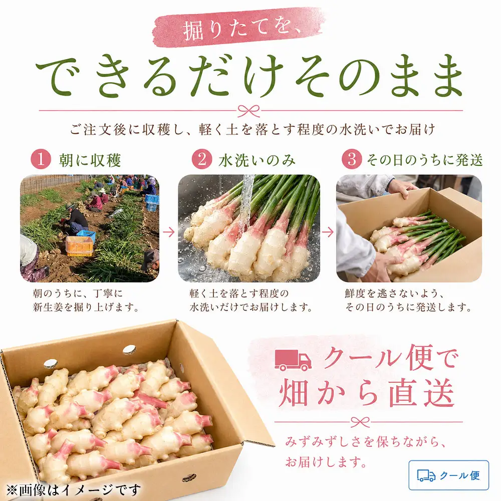 新生姜 3kg 水洗いのみ【R01773】