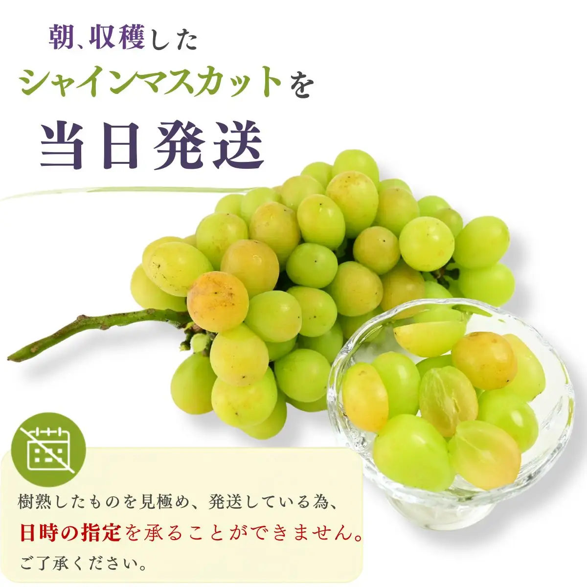 【農家直送（収穫日に発送）】訳アリ シャインマスカット 2kg (2~4房)　訳あり