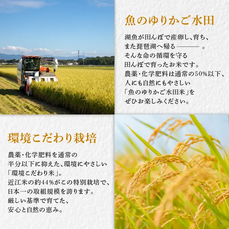 【令和8年産】 環境こだわり栽培 みずかがみ 10kg ひこにゃん米 新米 5kg×2袋 白米 米 コメ お米 ご飯 ごはん 滋賀 彦根
