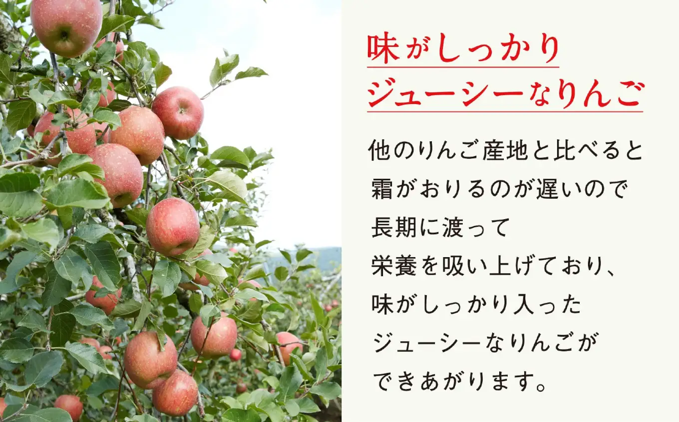 りんご 紅いわて 約2.5kg 果物 米崎りんご マルキヨファーム