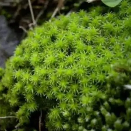 【テラリウム用】苔弁当 (苔のみ)【1778159】