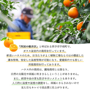 宇和のマドンナ 2L～3L寸（数量限定） UNE0007