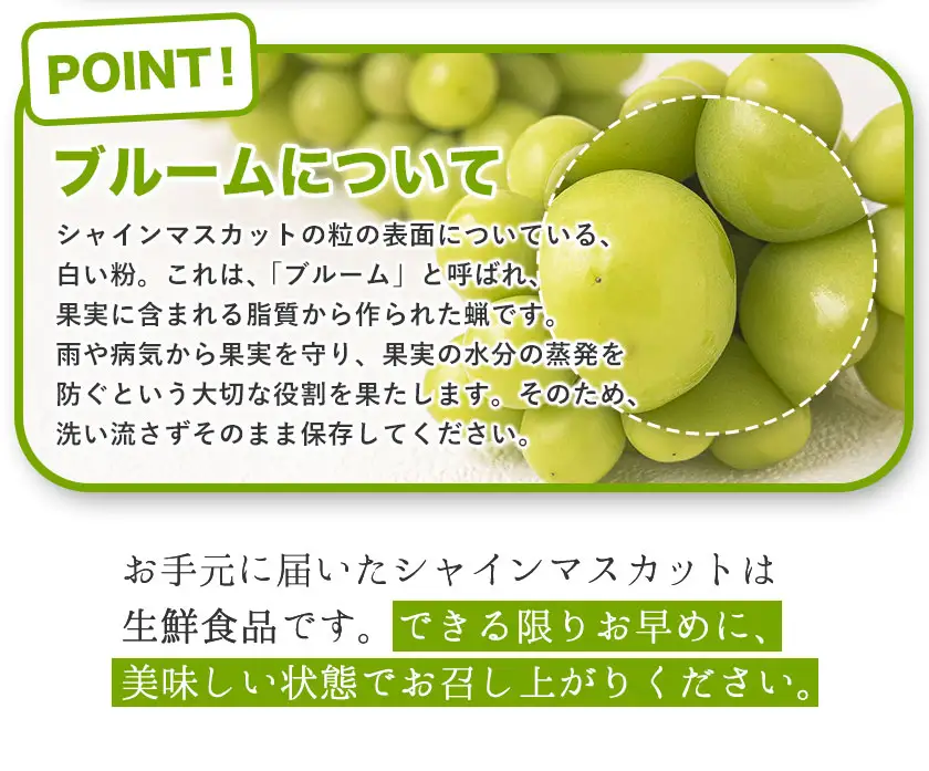 種なし シャインマスカット 1kg (2～3房) 小林農園