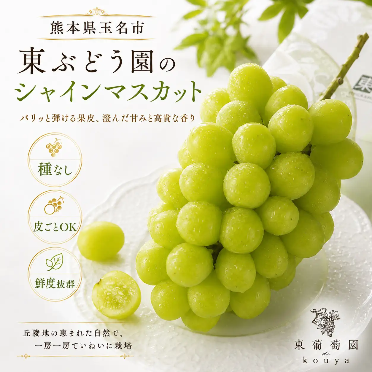 熊本県産　東ぶどう園　シャインマスカット　3房（1.5kg以上）