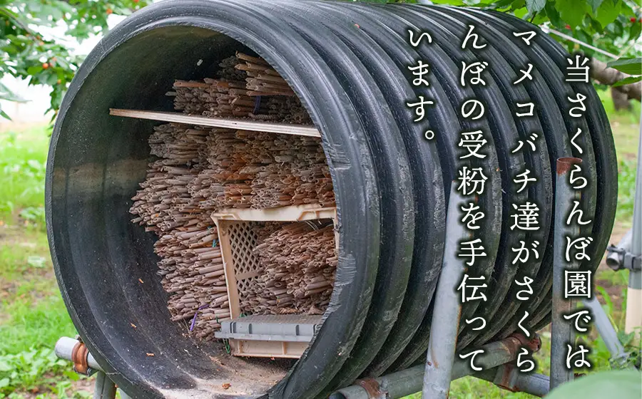 【令和9年産】さくらんぼ 佐藤錦 Lサイズ バラ詰め 500g 山形県鶴岡産 鈴木弥吉さくらんぼ園 K-935