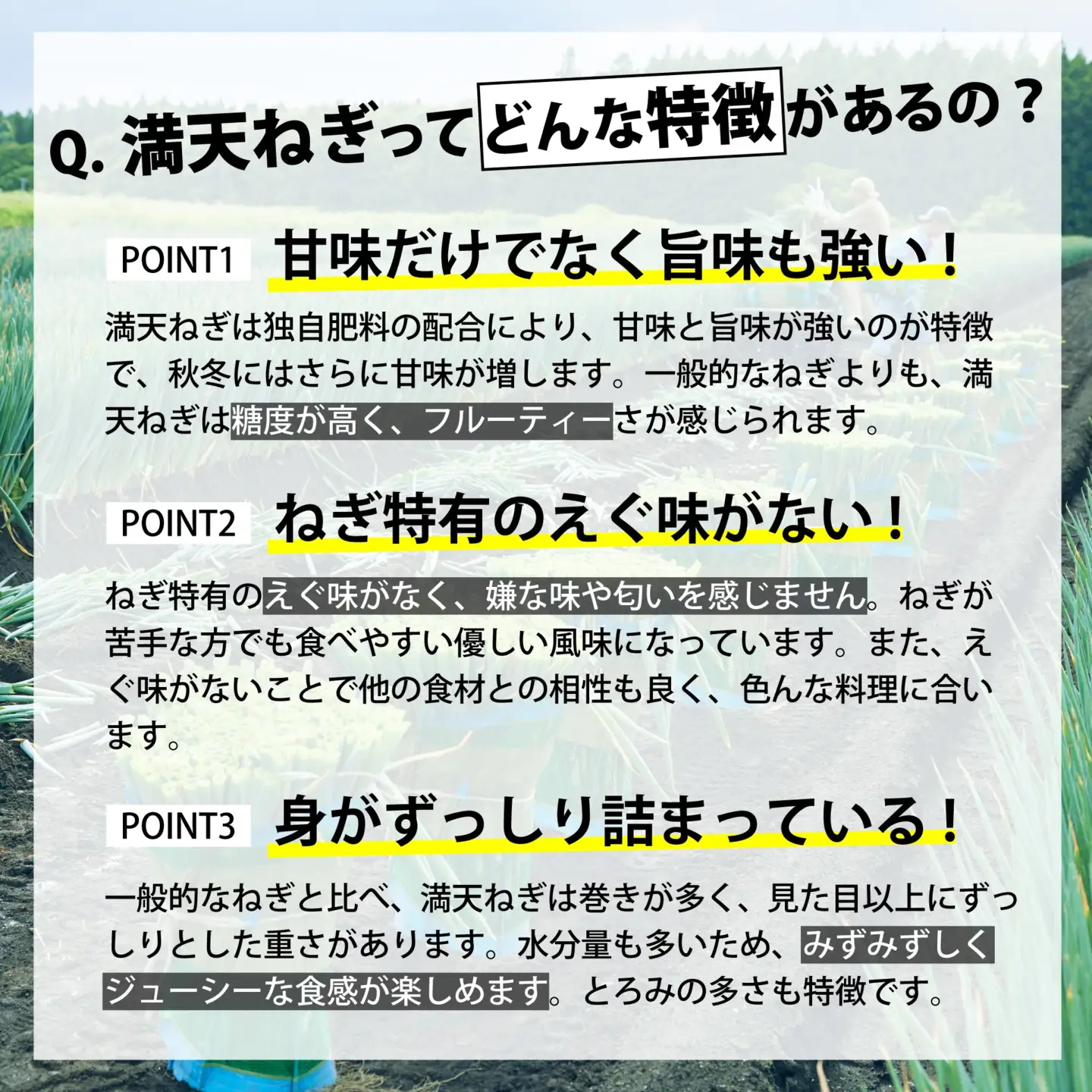 【先行予約】長ネギ 3kg 長ネギ