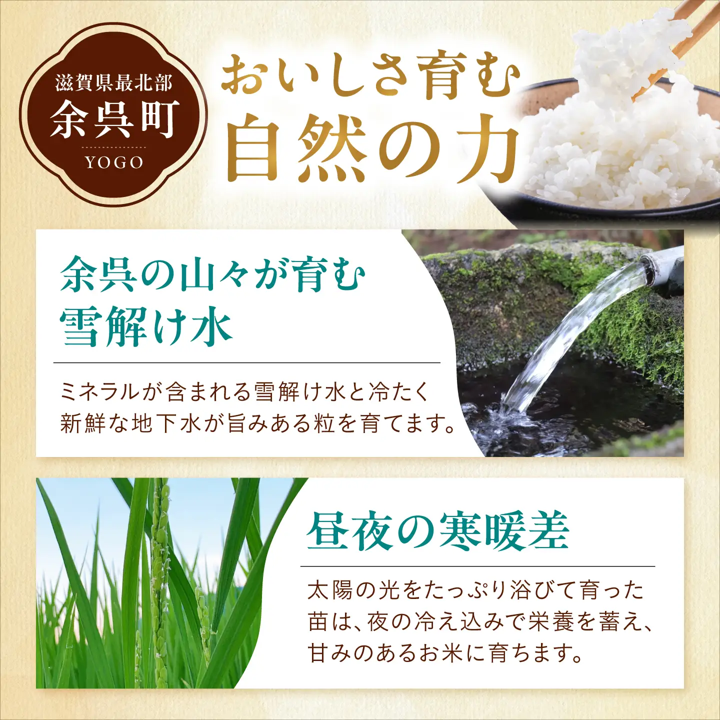 白米 特別栽培米コシヒカリ10kg 白米[AQEB003] 白米