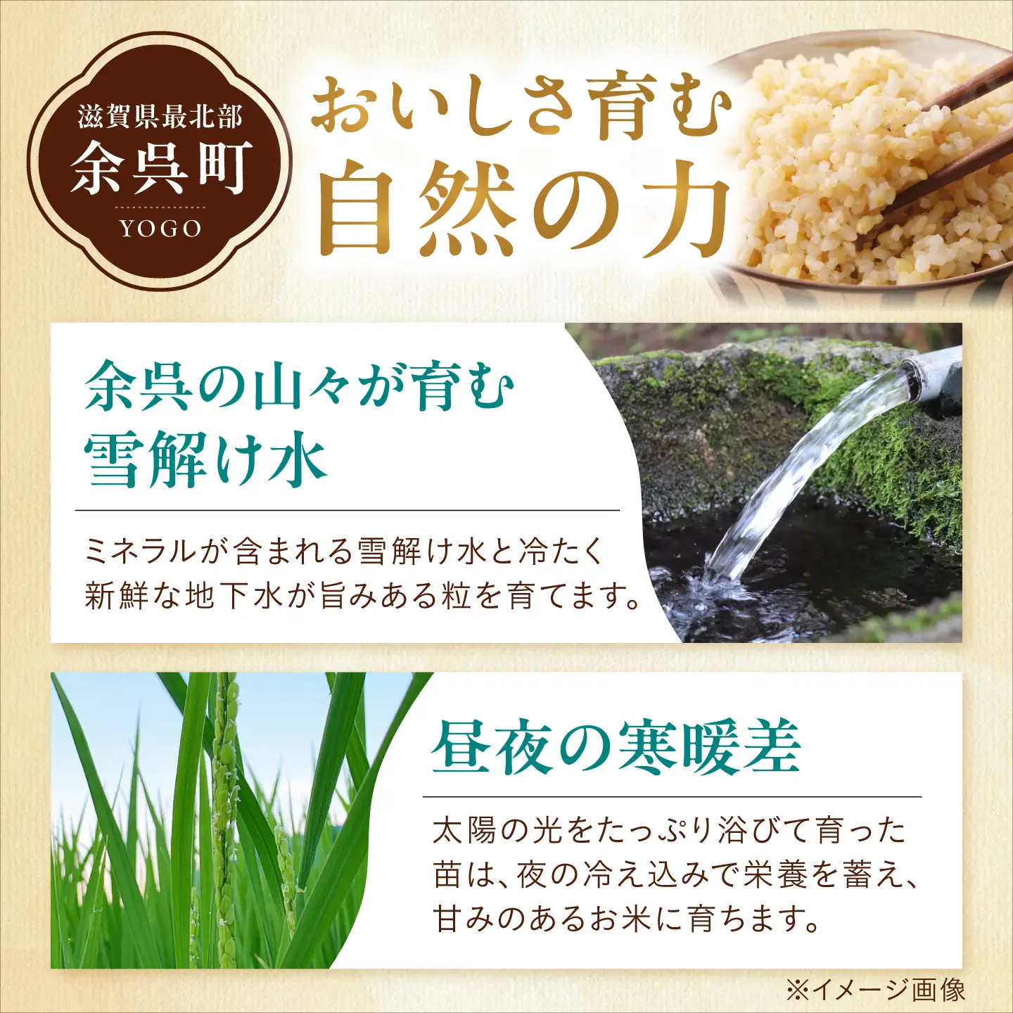 玄米 特別栽培米コシヒカリ3kg[AQEB004] 玄米