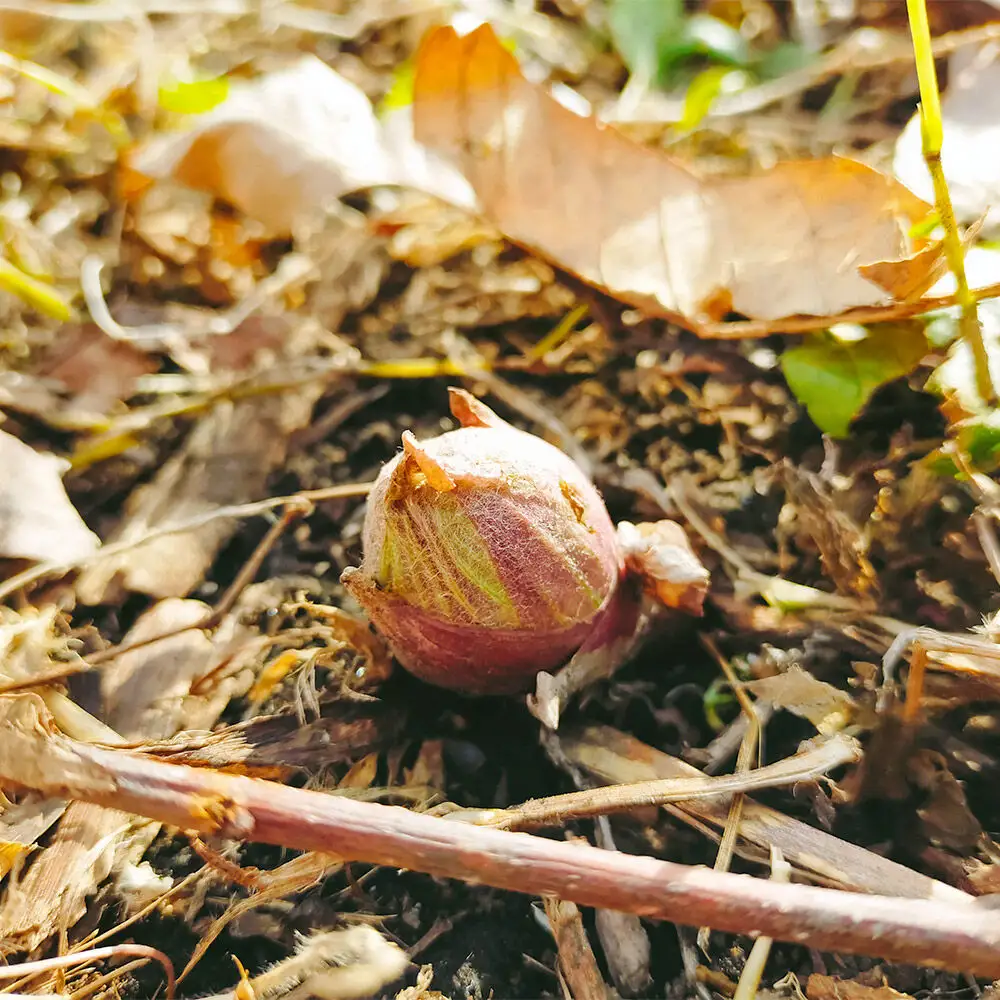 【2027年3月発送・先行受付】山菜 ふきのとう 約250g 青森県十和田市産