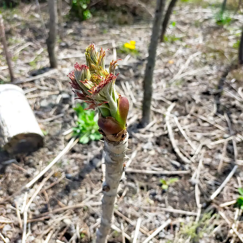 【2027年4月下旬発送・先行受付】山菜 タラの芽 約200g 青森県十和田市産