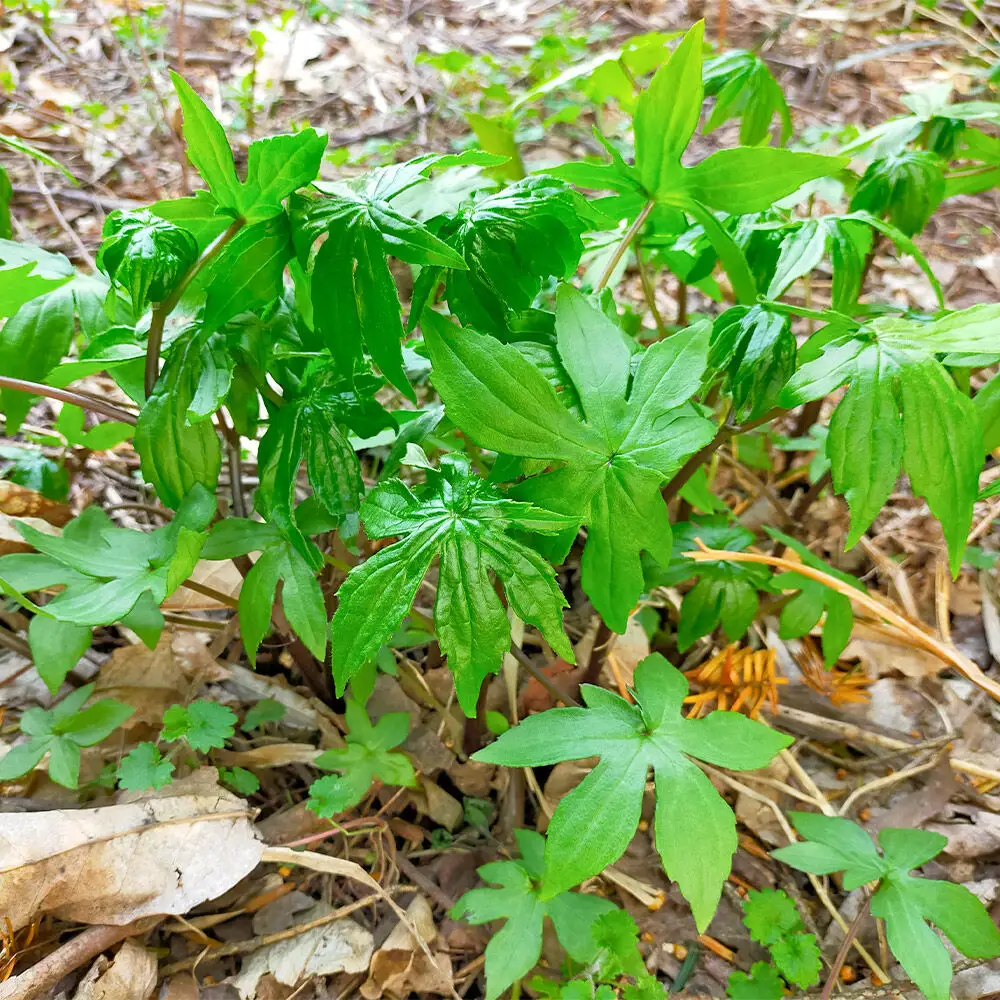 【2027年4月下旬発送・先行受付】山菜 シドケ 約200g 青森県十和田市産