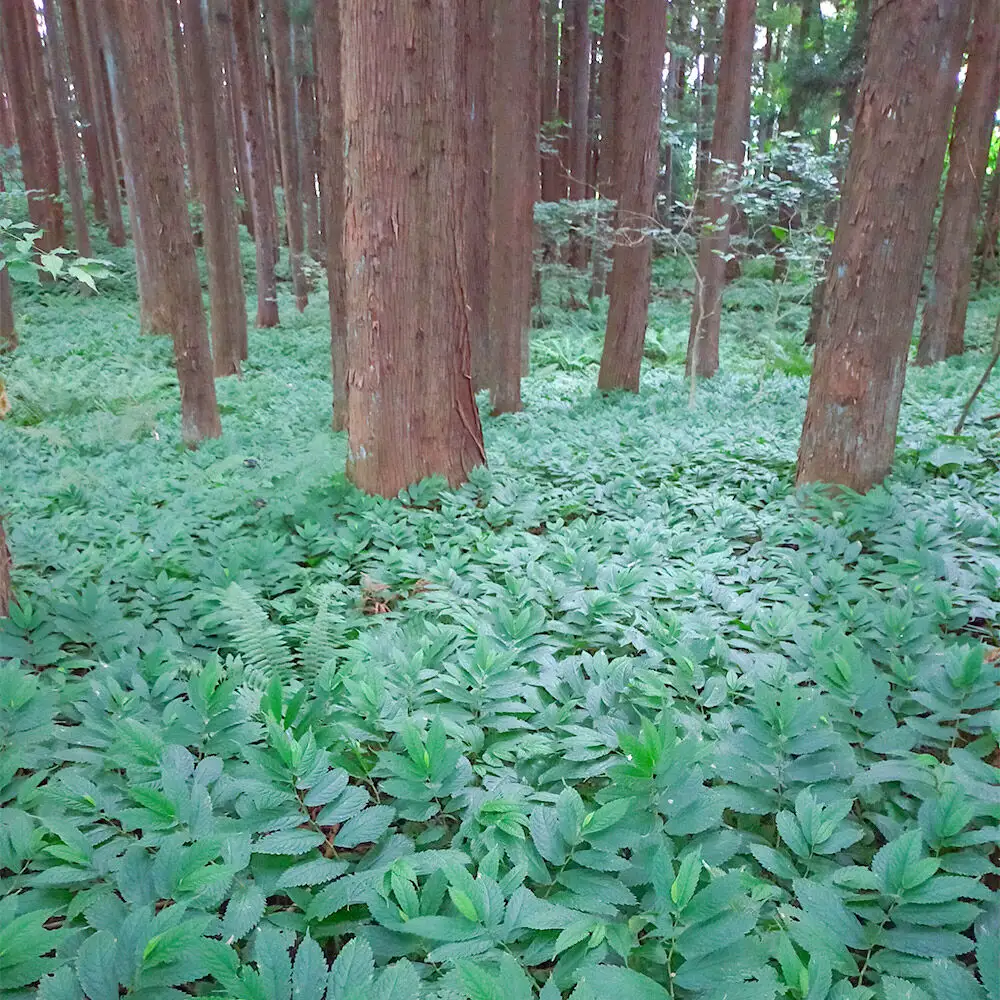 【2027年6月発送・先行受付】山菜 ミズ 約1.5kg 青森県十和田市産