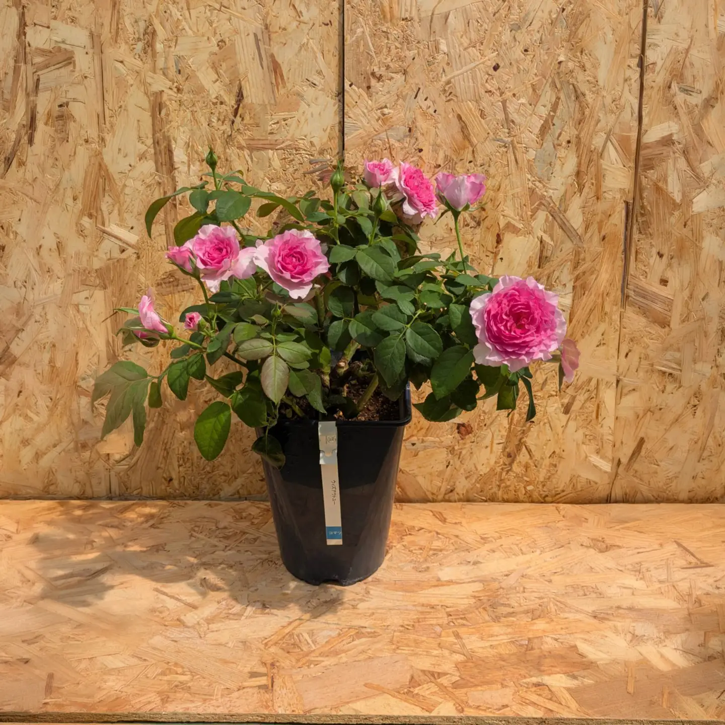 コマツガーデン直営店「ROSA VERTE」で選ぶ、自社生産バラ大苗引換券 SWBD016