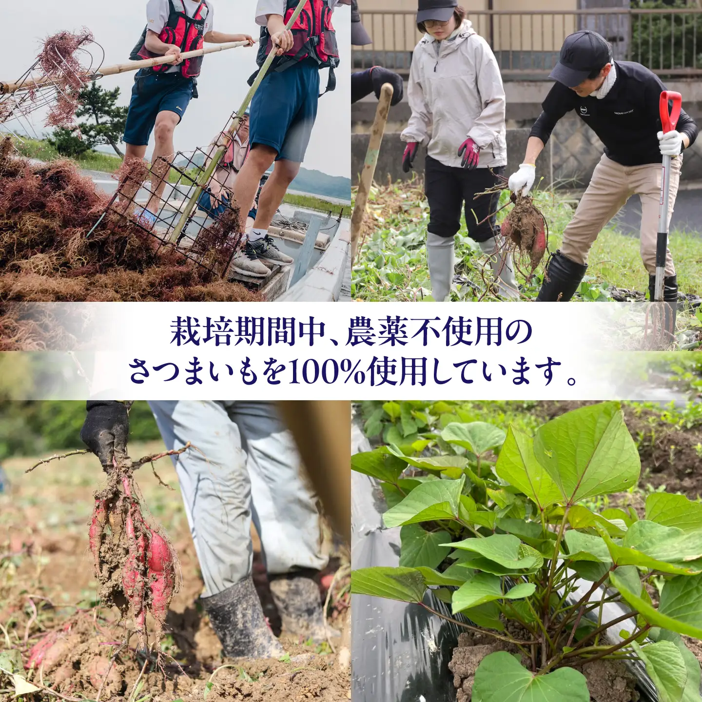 芋焼酎「中海宍道湖の恵み」720ml 島根県松江市/株式会社稲田本店[ALIW001]
