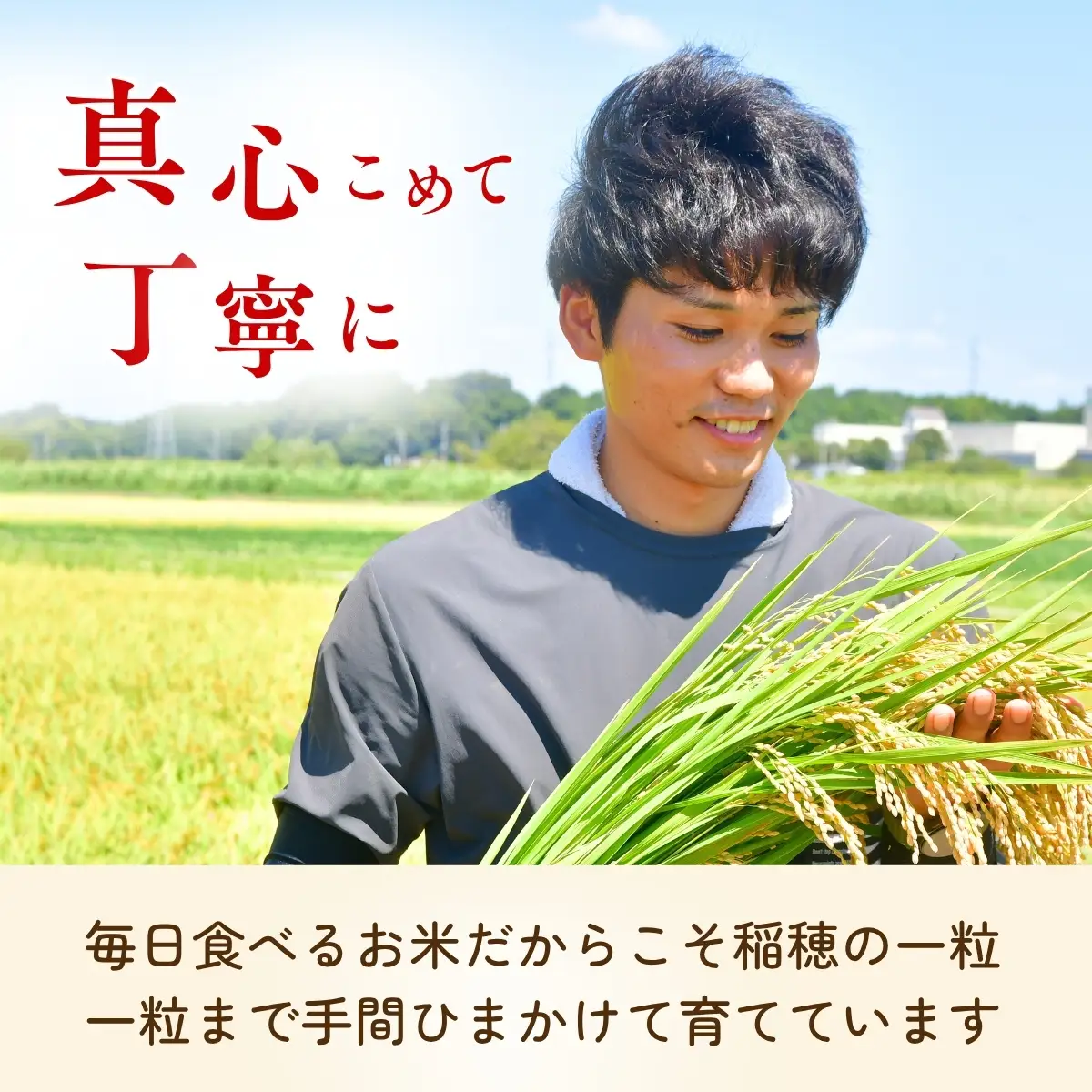 【あきたこまち 玄米 30kg】新米 令和8年度 農家直送 | コシヒカリ 茨城県 龍ケ崎市