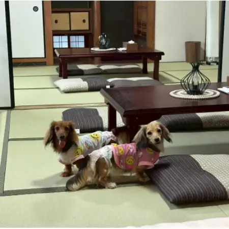 わんちゃんと泊まれる　一棟貸しの宿(2名1室　小型犬3頭までOK)【1770500】