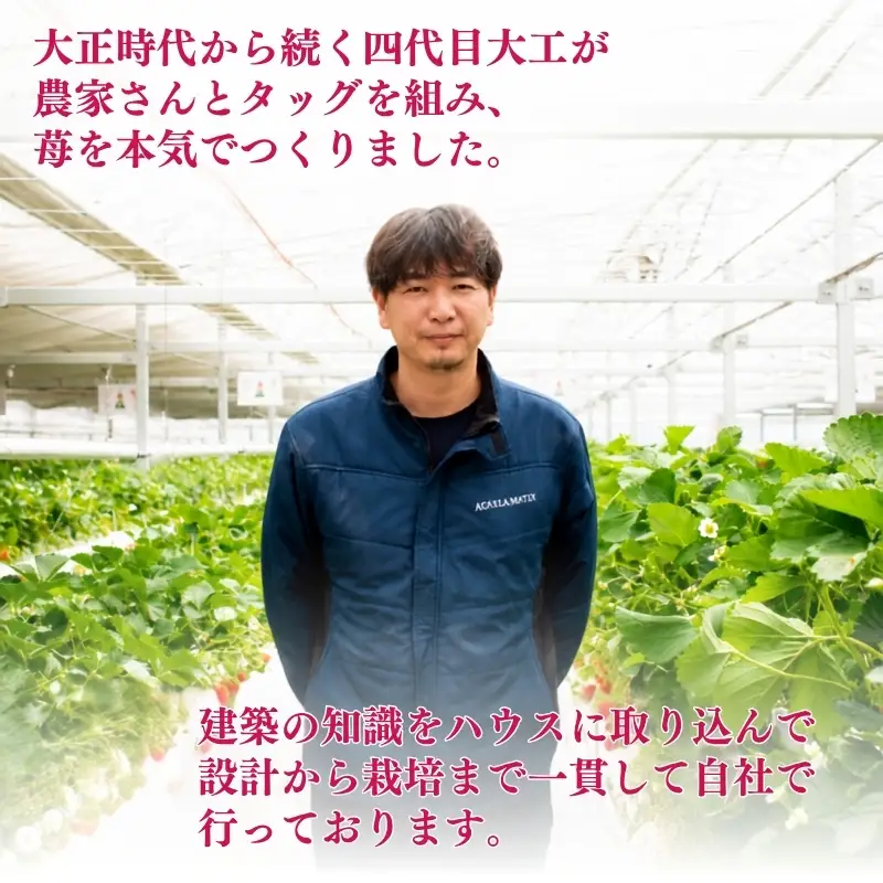 【最大3品種ミックス】【訳あり】たっぷり1kgお徳用いちご　※2月上旬より順次配送　いちご イチゴ 苺 果物 フルーツ 滋賀県 米原市