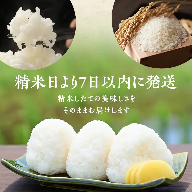 R8年産 新潟県産 コシヒカリ  2kg 6か月定期便 新潟県 新潟市産 令和8年産 お米 精米 米 ご飯 送料無料