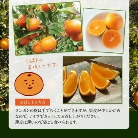 【2027年2月下旬頃より順次発送】選りすぐり薩摩濃密タンカン 5kg【1759226】