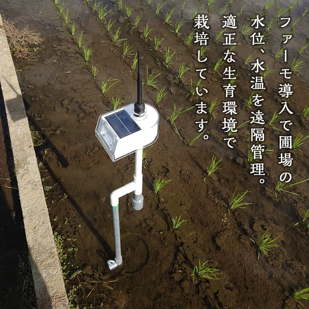 令和8年産 新米 茨城県産 ゆうだい21 5㎏ 精米 
