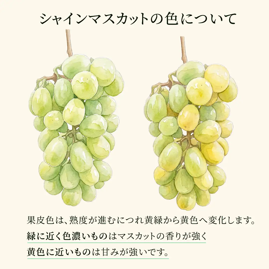 シャインマスカット 約1.5kg (茨城県共通返礼品/かすみがうら市) マスカット 葡萄 ぶどう ブドウ 歯ごたえ 甘み 香り 鈴木農園 [ED007sa]