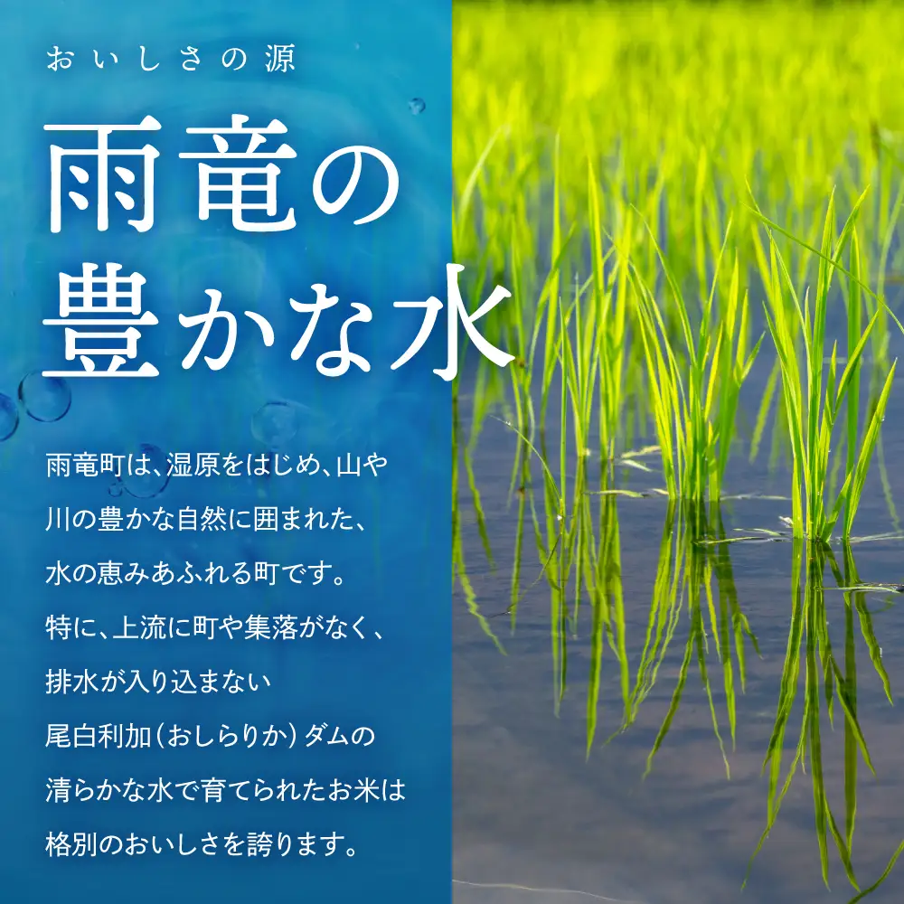 令和8年産 金王冠 ななつぼし 5kg 精米 雨竜町 北海道
