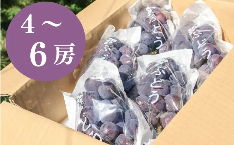  【 9月初旬以降順次発送 】訳あり 種なし 巨峰 ２kg 箱詰め ぶどう | ぶどう OHT003