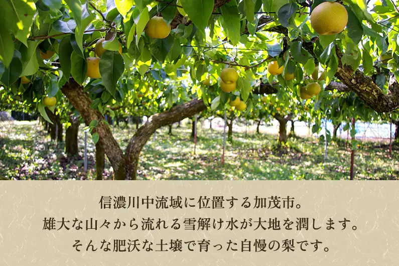 【2026年先行予約】【家庭用】新潟県産 和梨 新興 3kg（4〜7玉）《10月下旬～順次発送》しんこう 梨工房みつば会
