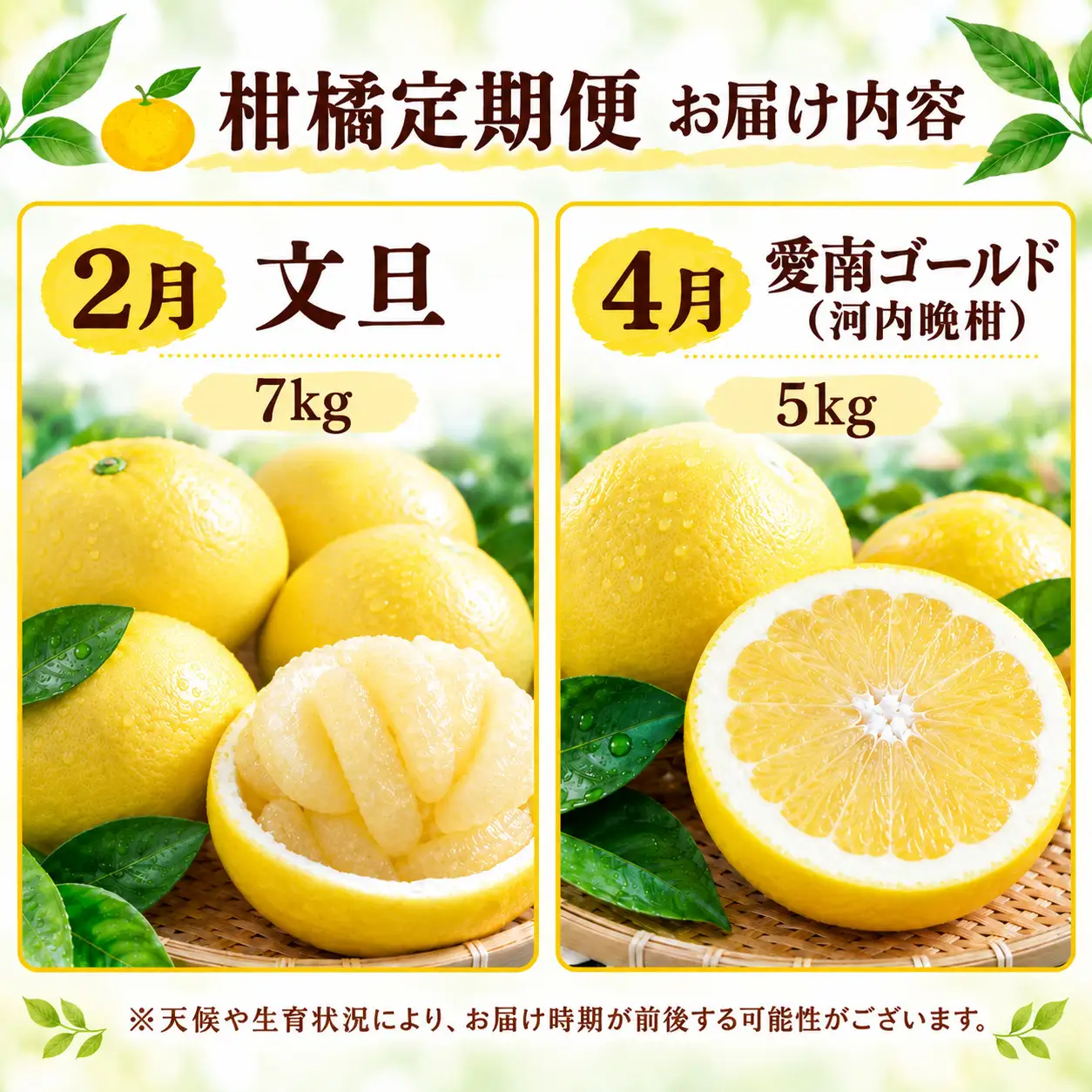 【先行予約】旬の柑橘 定期便 4回 訳あり 愛媛みかん 5kg まどんな 3kg 文旦 7kg 愛南ゴールド 5kg みかん 愛果28号 紅まどんな 河内晩柑 柑橘 かんきつ フルーツ 果物 旬 みかん ミカン 国産 サイズ不揃い 愛媛県 愛南町 愛南町青果市場組合