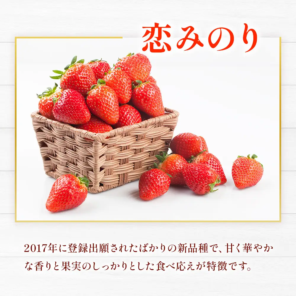 ゆうべに ・ 恋みのり 食べ比べセット 約1kg いちご イチゴ 苺 熊本県 熊本市 果物 くだもの 果実 デザート フルーツ 【 2027年1月上旬 ～ 3月下旬迄発送予定 】