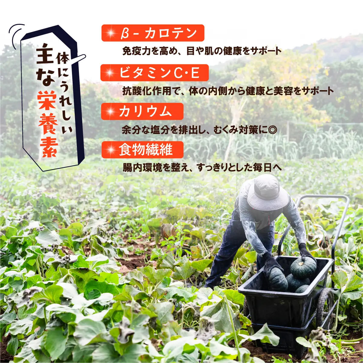 【訳あり】かぼちゃ くり大将 カボチャ 約3kg (1～3玉) 