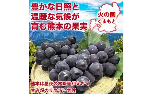巨峰 ぶどう 8パック 約2.4kg ブドウ 葡萄 高級ぶどう 高級 ぶどうの王様 大粒 果物 くだもの フルーツ 果実 果汁 果肉 甘み ジューシー 旬の果物 国産 熊本県産 【 2027年7月下旬～2027年8月下旬順次発送予定 】