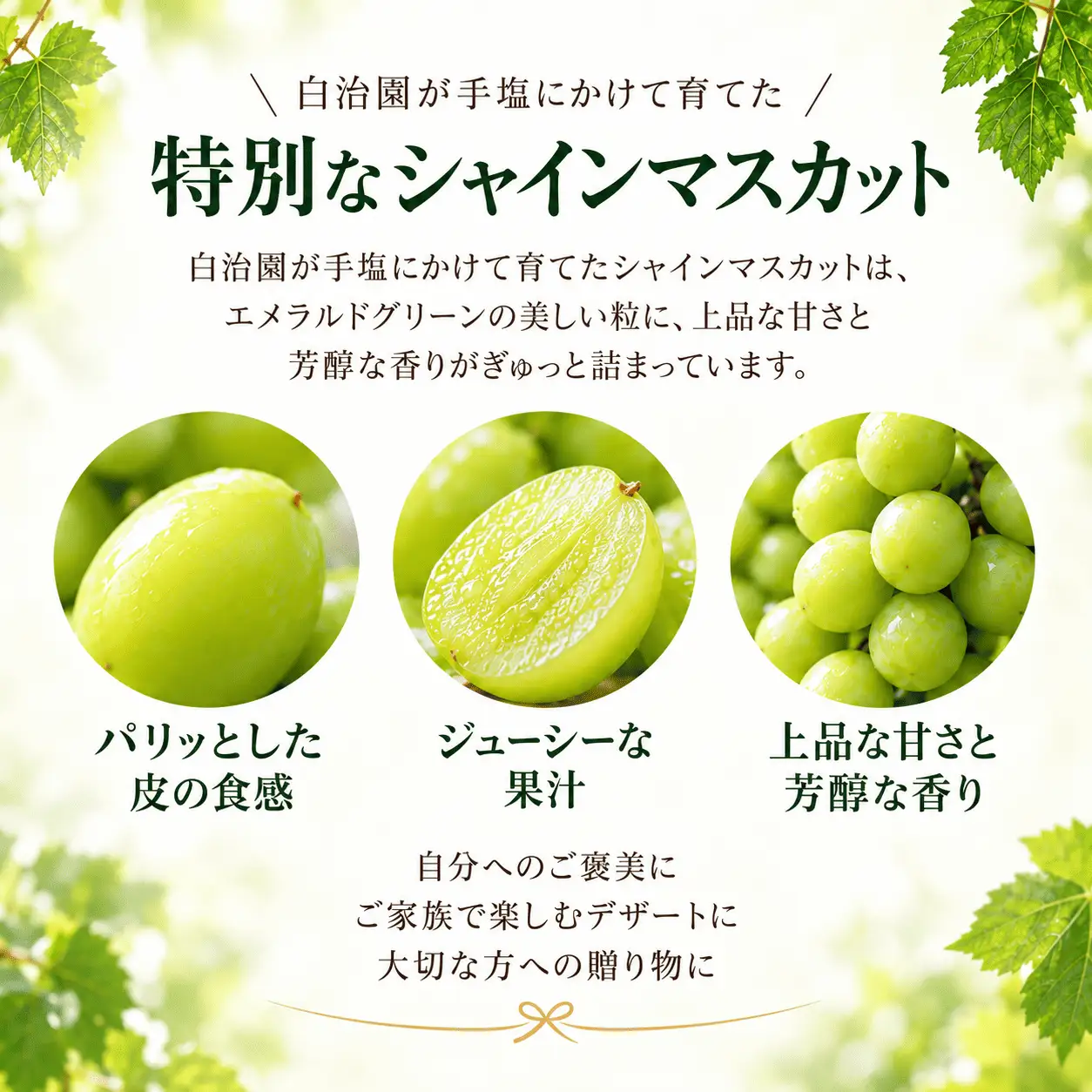 シャイン マスカット ぶどう   人気 果物 冷蔵 　3kg   大粒 高級 数量限定 期間限定 秋 旬