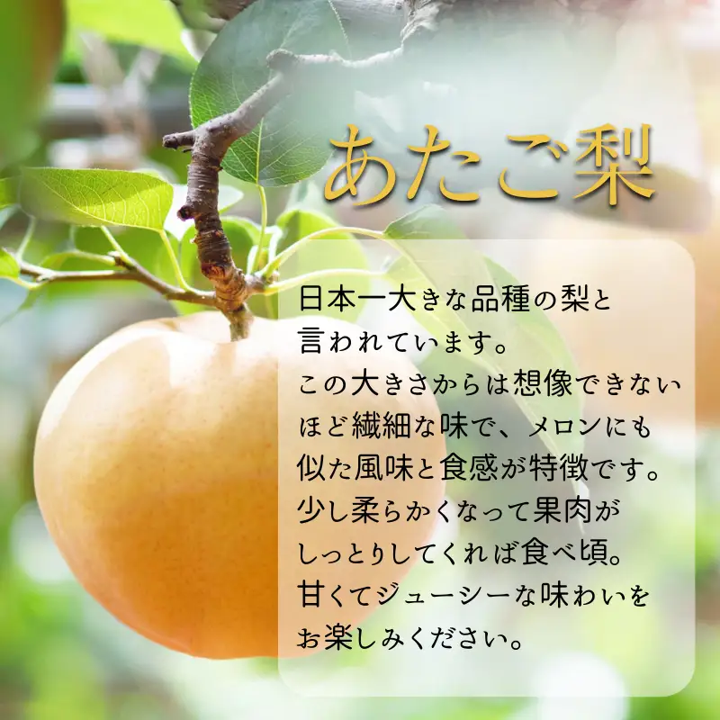 あたご梨 1玉 贈答箱 赤秀 約900g玉【先行予約 2026年11月中旬から順次発送】