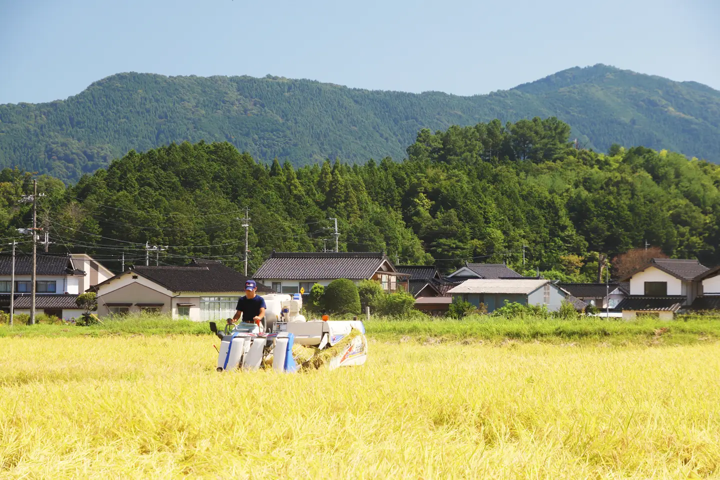 令和８年産「伊勢のかがやき」5kg【白米】減農薬・減化学肥料　木村さんのお米　イセヒカリ