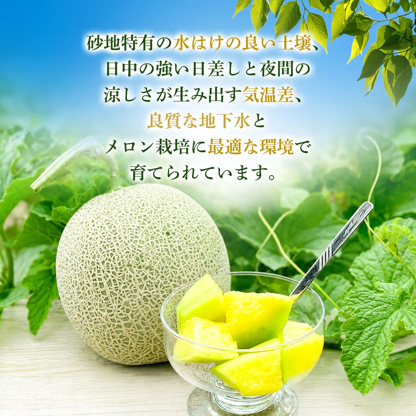 庄内砂丘アンデスメロン 4Lサイズ2玉(蔓あり) 令和9年産 K-935 菅原農園