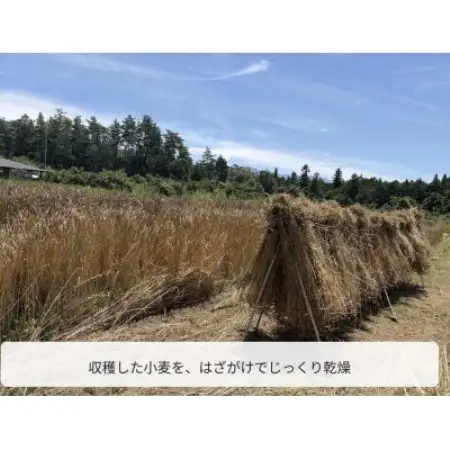 スペルト小麦精製粉【1775340】