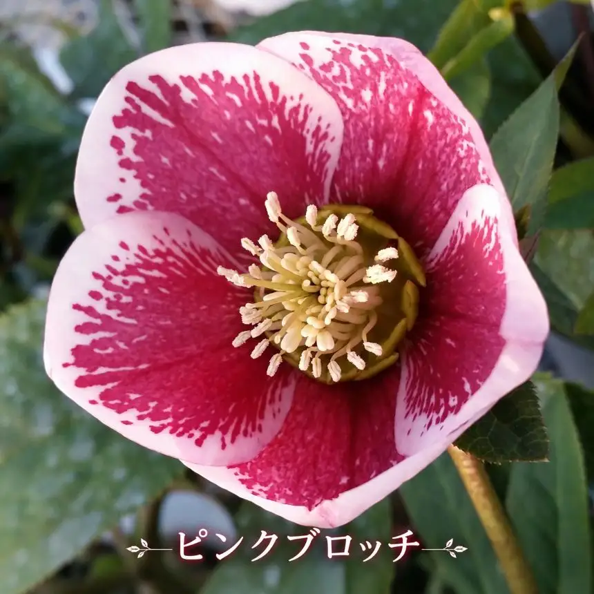 八ヶ岳・原村産　クリスマスローズ（一重咲き）2鉢セット 【ピンク×ピンクブロッチ】｜深山花園
