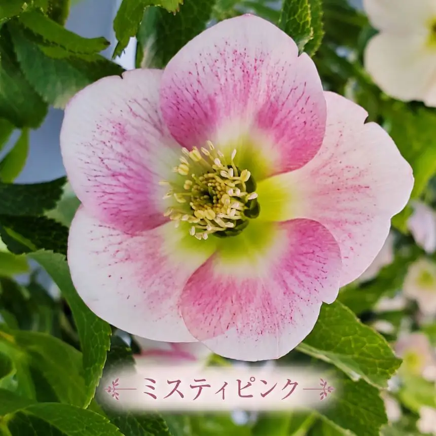八ヶ岳・原村産　クリスマスローズ（一重咲き）2鉢セット 【あずきミルク×ミスティピンク】｜深山花園