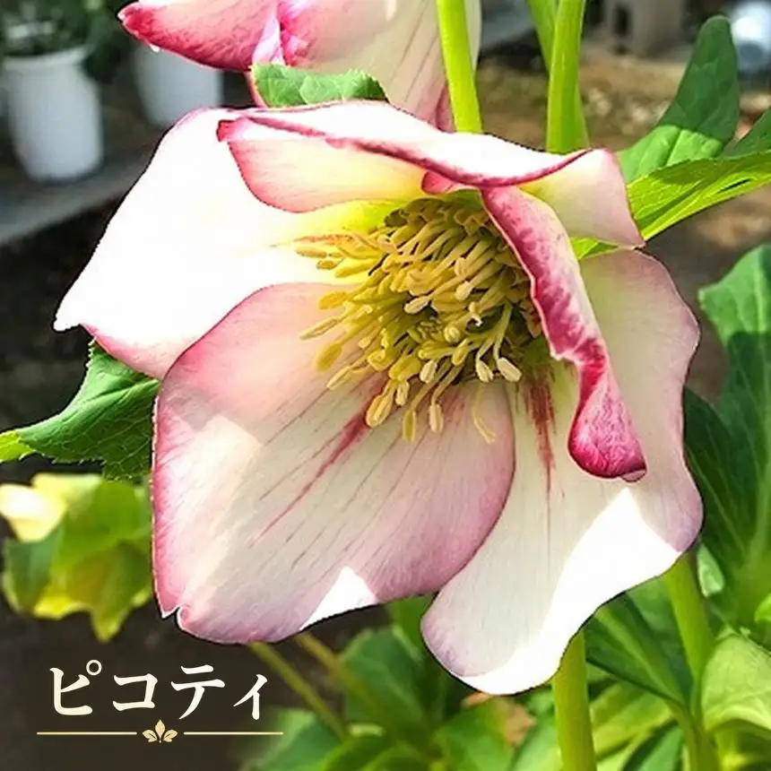 八ヶ岳・原村産　クリスマスローズ（一重咲き）2鉢セット 【ダスキーパープル×ピコティ】｜深山花園