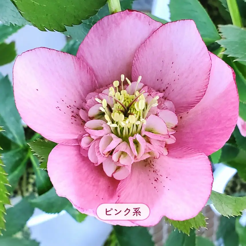 八ヶ岳・原村産　クリスマスローズ（半八重咲き）2鉢セット 【白系×ピンク系】｜深山花園