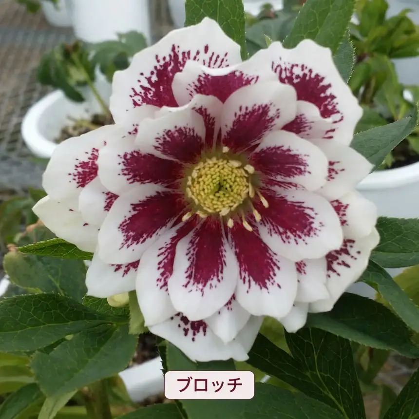 八ヶ岳・原村産　クリスマスローズ（八重咲き）2鉢セット 【ピンクグラデーション×ブロッチ】｜深山花園