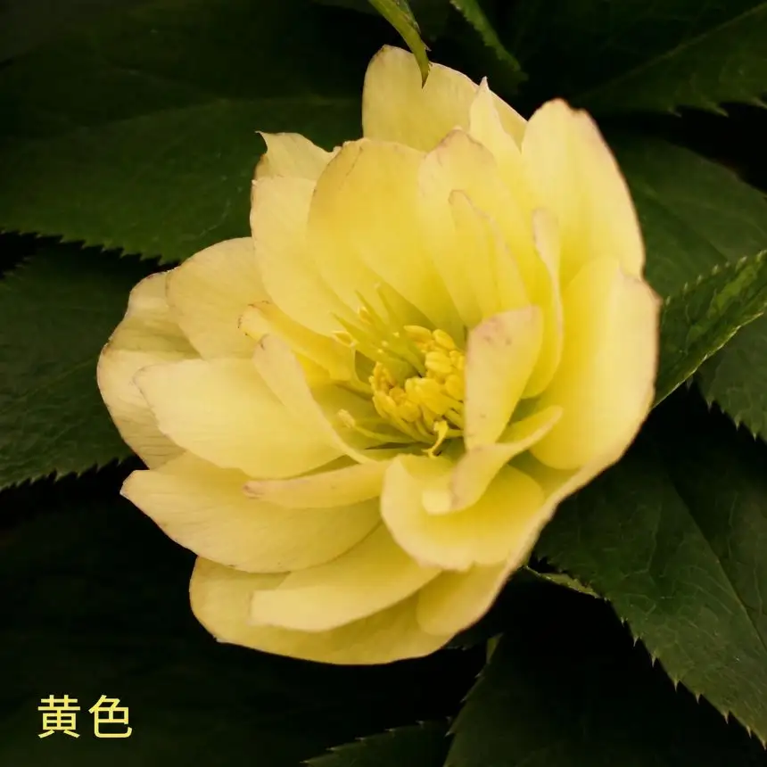 八ヶ岳・原村産　クリスマスローズ（八重咲き）2鉢セット 【ピンクグラデーション×黄色】 ｜深山花園