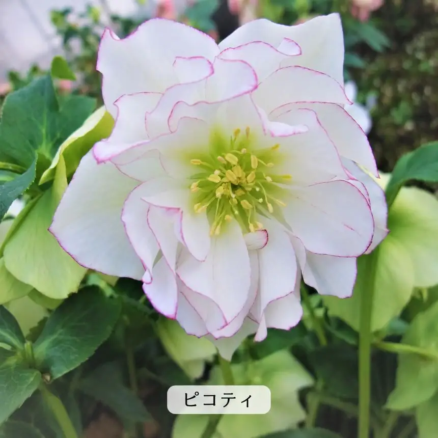 八ヶ岳・原村産　クリスマスローズ（八重咲き）2鉢セット 【ピンク×ピコティ】 ｜深山花園