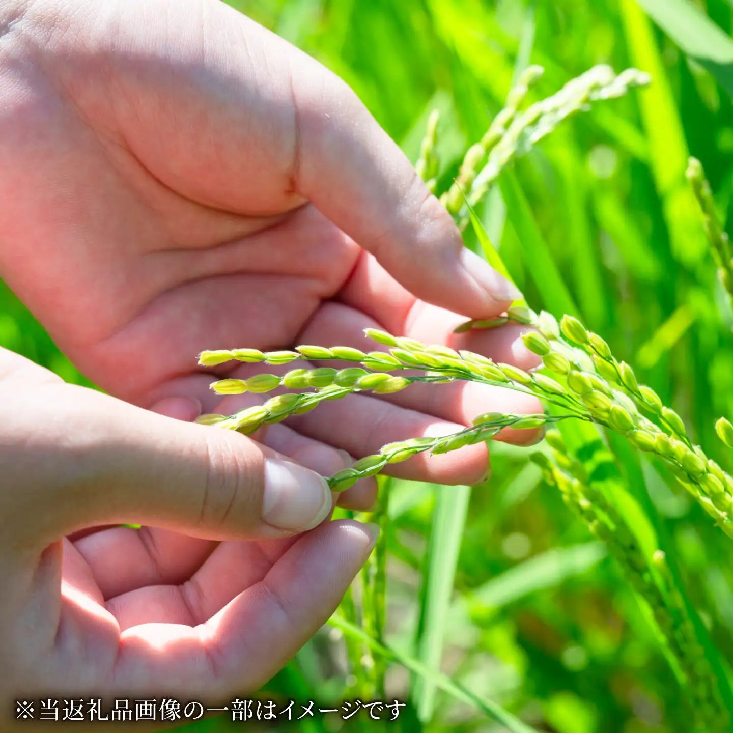 コシヒカリ 白米 2kg 環境配慮型農業で育てた岐阜県のお米 精米 米 岐阜県産 岐阜市 / 岐阜トヨペット[ANKH006]