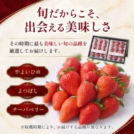 【先行予約 2027年1月中旬以降発送】旬の品種を厳選 至福の完熟いちご 約800g 化粧箱入り【配送不可地域：離島・沖縄県】【1778752】
