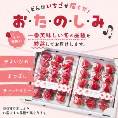 【先行予約 2027年1月中旬以降発送】旬の品種を厳選 至福の完熟いちご 約800g【配送不可地域：離島・沖縄県】【1778753】