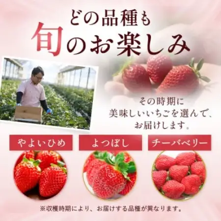 【先行予約 2027年1月中旬以降発送】旬の品種を厳選 至福の完熟いちご 約600g【配送不可地域：離島・沖縄県】【1778755】