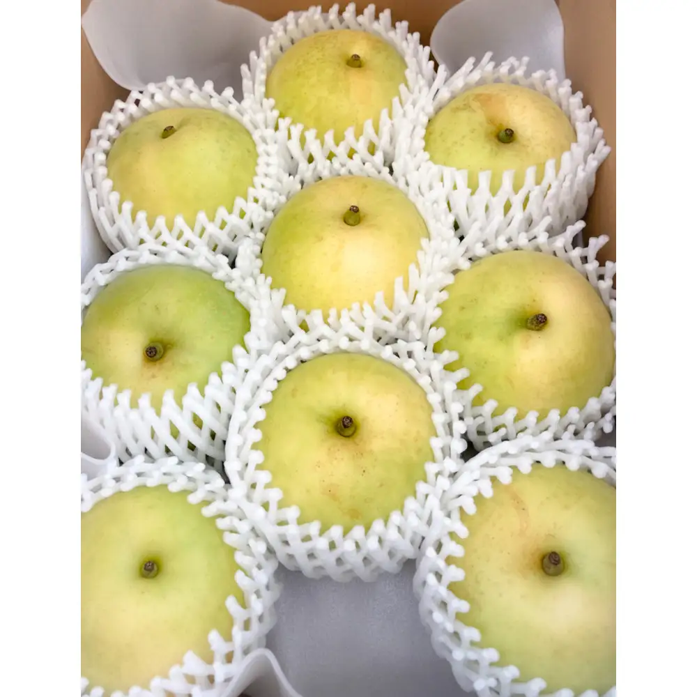 【先行予約】鳥取県産 二十世紀梨 3kg(8〜12玉) 良品 ご家庭用 / 梨 なし 青梨 和梨 2026年9月発送 フルーツ